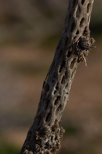 blog photo titled churro