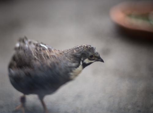 blog photo titled ueno