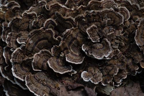 blog photo titled cabbagish