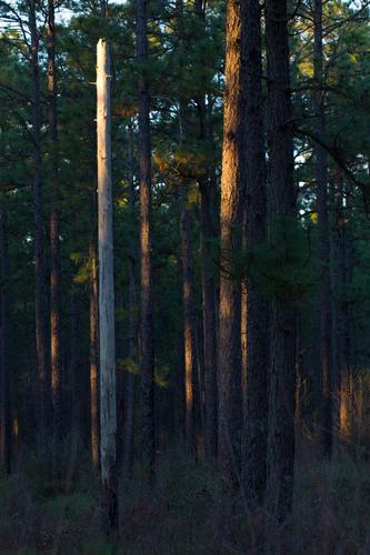 blog photo titled pillary