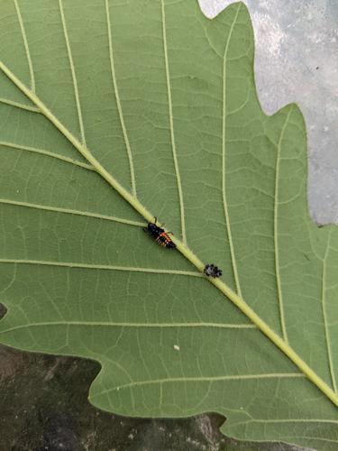 blog photo titled larva