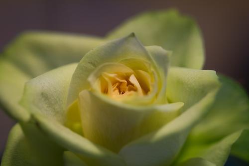blog photo titled virescent