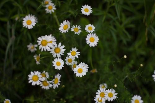 blog photo titled smattering