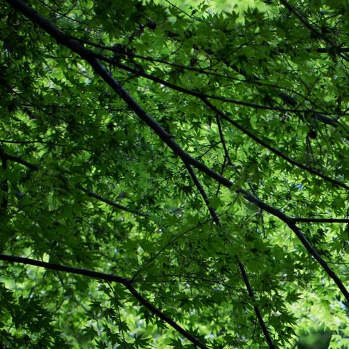 blog photo titled cloak