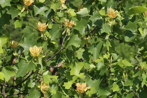 blog photo titled tulips