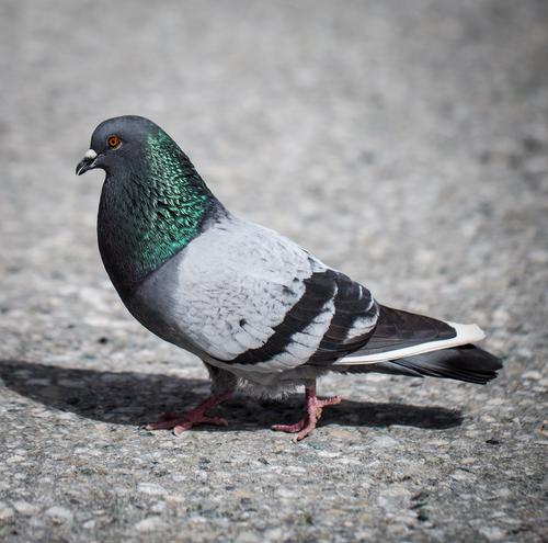 blog photo titled yobbery