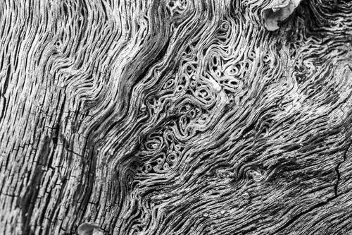 blog photo titled curlicue