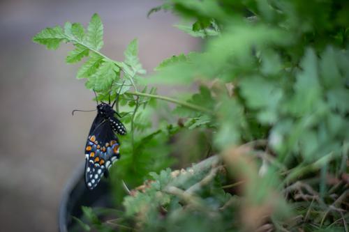 blog photo titled swallowtail