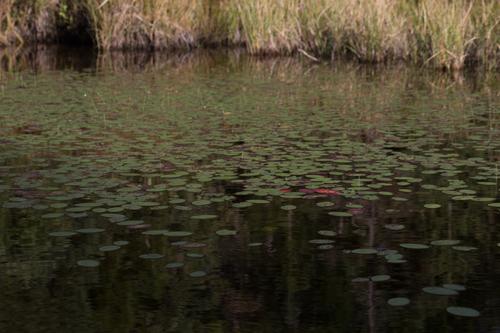 blog photo titled sweven