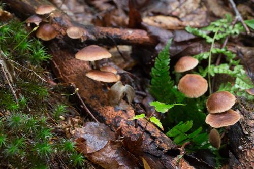 blog photo titled pavid