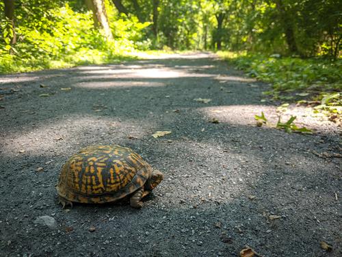 blog photo titled boxxy
