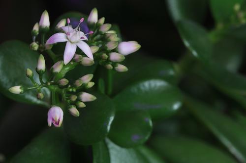 blog photo titled jade