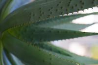 blog photo titled dinotopia