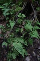 blog photo titled parsnips