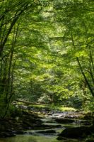 blog photo titled pettigrew