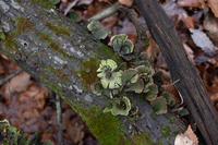 blog photo titled bruni