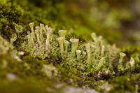 blog photo titled cladonia