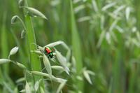 blog photo titled pestilence