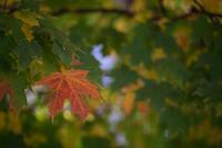 blog photo titled articulate