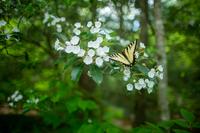 blog photo titled clouseau