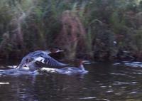 blog photo titled merganser