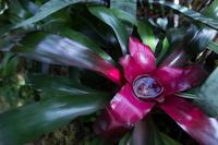 blog photo titled bromeliad