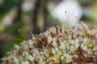 blog photo titled plausible