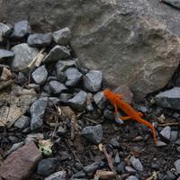 blog photo titled eft