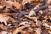 blog photo titled january