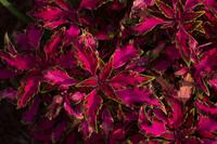 blog photo titled pesterbug