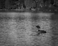 blog photo titled stalkers