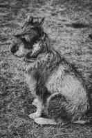 blog photo titled hungarian