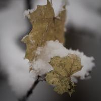 blog photo titled enweave