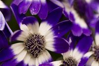 blog photo titled transient