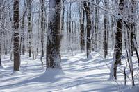 blog photo titled lucent