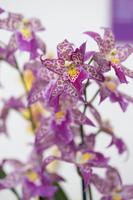 blog photo titled vivid