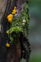 blog photo titled pusillanimous