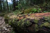 blog photo titled debussy