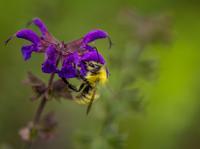 blog photo titled salvia