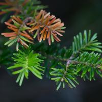 blog photo titled craven