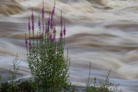 blog photo titled turbid