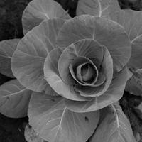 blog photo titled tempting