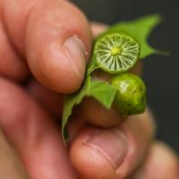 blog photo titled gall