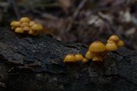 blog photo titled piker