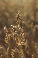 blog photo titled husk