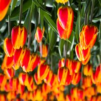 blog photo titled gramarye