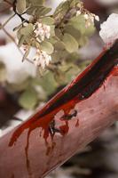 blog photo titled bloodbath