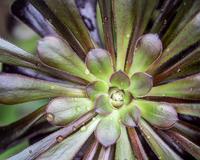 blog photo titled regent