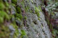 blog photo titled dropcloth