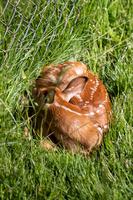 blog photo titled despisal